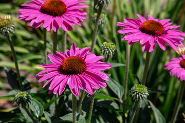 Wall Mural - pink flowers in the garden