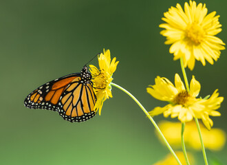 Wall Mural - Migrating Monarch butterfly (Danaus plexippus) feeding on Golden Crownbeard flowers in Texas autumn.