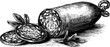© Artem - Vintage hand drawn salami sausage with slices and pattern design for culinary art