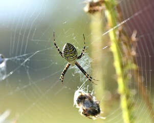spider on the web
