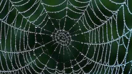 Dew Drops on Spider Web Macro Shot.