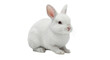 © shahzad - white rabbit on white background