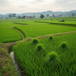 © judhi - rice fields during planting season
