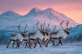 Reindeer herd crossing snowy arctic tundra under pastel sky at dusk