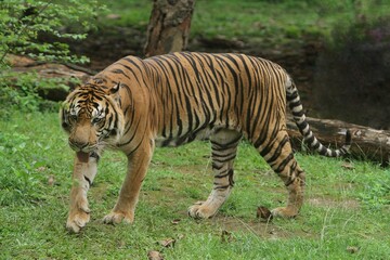 Wall Mural - a sumatran tiger is seen walking in the bushes