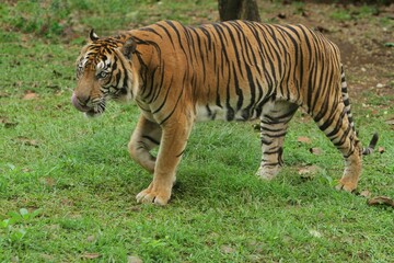 Wall Mural - a sumatran tiger is seen walking in the bushes