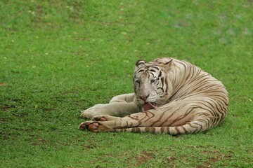 Wall Mural - a white tiger lying on the grass licking its body