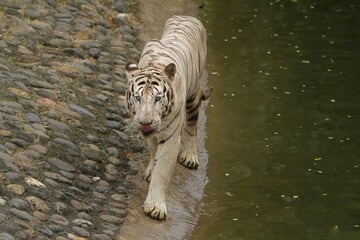 Wall Mural - a white tiger walks on the rocks at the edge of the pool while looking ahead