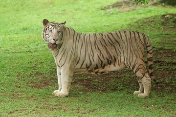 Wall Mural - a white tiger walking on the grass while looking up