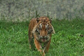 Wall Mural - a sumatran tiger is seen walking in the bushes