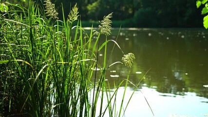 Wall Mural - Close-up handheld shot of tall reeds swaying subtly at the calm pond's edge under dappled sunlight detail, handheld, plants
