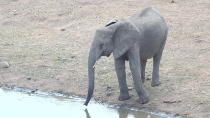 Wall Mural - a high angle shot of a young african elephant drinking from a waterhole at kruger national park of south africa