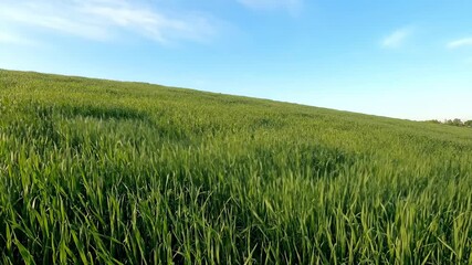 Wall Mural - Wide Shot of Tall Grass Swaying Gently in the Wind on a Rolling Hillside Under a Clear Blue Sky Growth, ClearBlueSky, Abstract