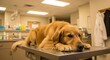 © jendral - A golden retriever dog rests patiently on a veterinary examination table, showcasing a calm and attentive mood within a well-lit veterinary clinic.