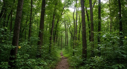  Winding forest path through lush green trees invites exploration and provides peaceful escape