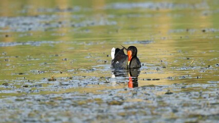Wall Mural - A common moorhen (Gallinula chloropus) swimming and feeding in a pond, South Africa