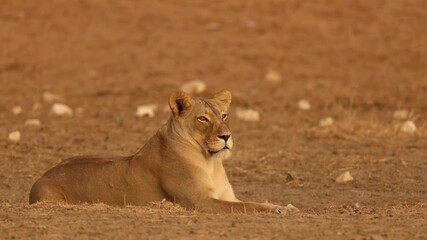 Wall Mural - A lioness (Panthera leo) resting in natural habitat in early morning light, Kalahari desert, South Africa