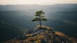 © Ajigus - A solitary evergreen tree stands sentinel atop a rocky summit, overlooking a vast expanse of forested hills bathed in soft, golden light.