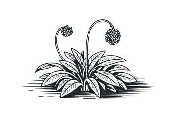 Wall Mural - Botanical plant with blooming spherical flowers. Vector hand drawn illustration
