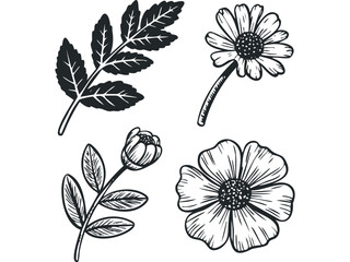 Wall Mural - Four Hand Drawn Botanical Elements Featuring Flowers and Leaves. Vector hand drawn illustration