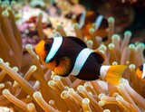 Vibrant clownfish in anemone