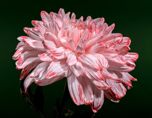 Wall Mural - Pink and white spider chrysanthemum flower on a dark background