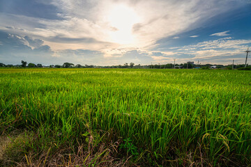 Wall Mural - scenic view landscape of golden rice ears ready for harvest rice field green grass with field corn f