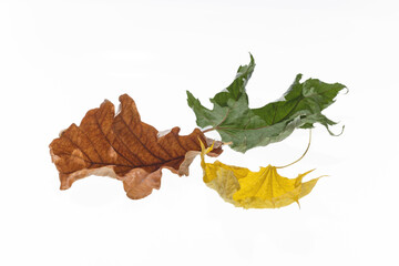 Wall Mural - A group of colorful autumn leaves isolated on a white background. Various dried maple and oak leaves. Green, yellow, and brown multicolored foliage.