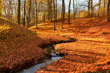 Wall Mural - Autumn forest scenery. A bright morning in a colorful forest with sunbeams shining through tree branches. Nature landscapes with sunlight.