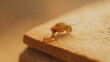 © CreativeIMGIdeas - An intriguing close-up of a fruit fly, in a moment of serene indulgence, relishing a droplet of honey on the rough edge of a wooden surface, bathed in the warm sunlight.