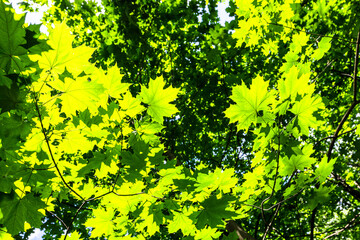 Wall Mural - bottom view of sunlit maple leaves in city park