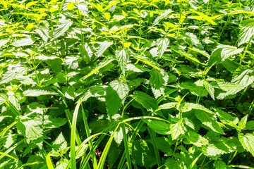 Wall Mural - fresh nettles in city park on sunny summer day