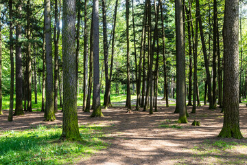 Wall Mural - clearing in pine forest of city park in summer