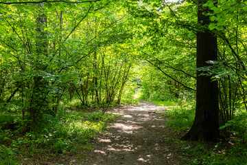 Wall Mural - footpath in overgrown city park in summer