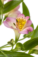 Wall Mural - A pink flower with yellow spots is in the foreground of a white background
