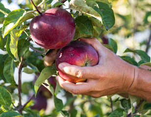 Wall Mural - A person is holding two apples in their hand