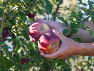 Wall Mural - Two apples are being held by a person