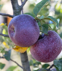 Wall Mural - Two purple apples hanging from a tree