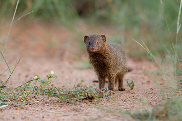 Wall Mural - common dwarf mongoose (helogale parvula) searching for food in the kruger national park in south afr