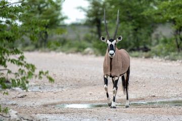 Wall Mural - Oryx, African oryx, or gemsbok (Oryx gazella) searching for water and food in the dry Etosha National Park in Namibia