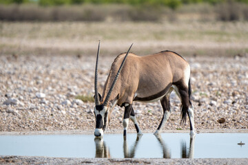 Wall Mural - Oryx, African oryx, or gemsbok (Oryx gazella) searching for water and food in the dry Etosha National Park in Namibia
