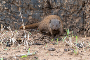 Wall Mural - common dwarf mongoose (helogale parvula) searching for food in the kruger national park in south afr