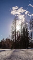 Wall Mural - Time lapse view of clouds passing with sun gradually setting during noon. Coniferous trees.
