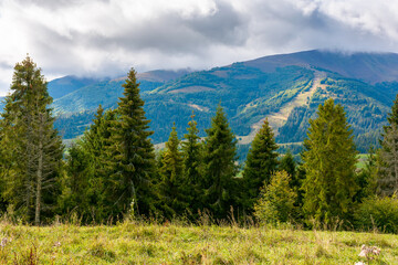 Wall Mural - evergreen forest on the grassy meadow in mountains. beautiful sunny landscape with distant valley. amazing scenery of transcarpathia in morning light