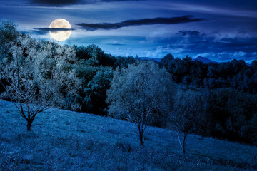 Wall Mural - forest on the hill in rural area of mountains in autumn at night. wonderful scenery of countryside district in full moon light. deciduous trees near grassy meadow in september