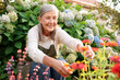 © New Africa - Senior woman pruning zinnia flowers with secateurs in garden