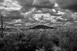 © Paul Moore - Black and White Sonoran Desert Arizona