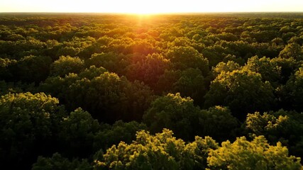 Poster - Panoramic aerial timelapse of sunlight dancing through a vast, dense forest canopy as shadows lengthen throughout the day ecology, motion, peaceful