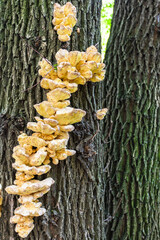 Wall Mural - bracket fungus on tree trunk close up in summer