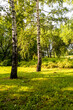 birch trees in green city park on sunny summer day